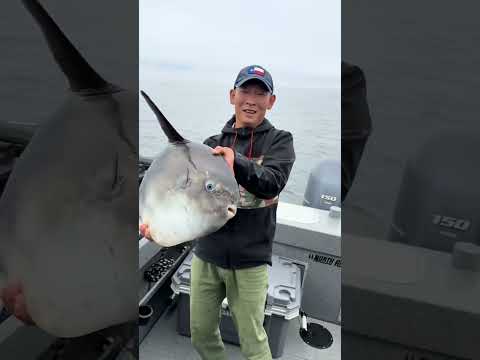 マンボウ：痛みを感じないのでじっと立っている