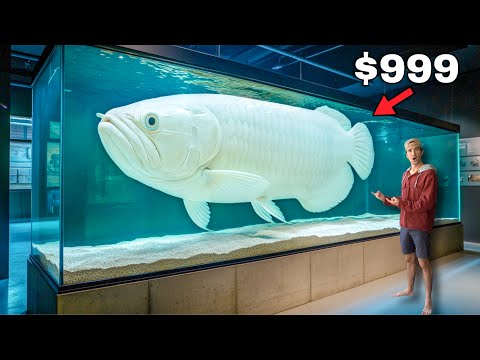 I Bought a Dream Fish of Mine...