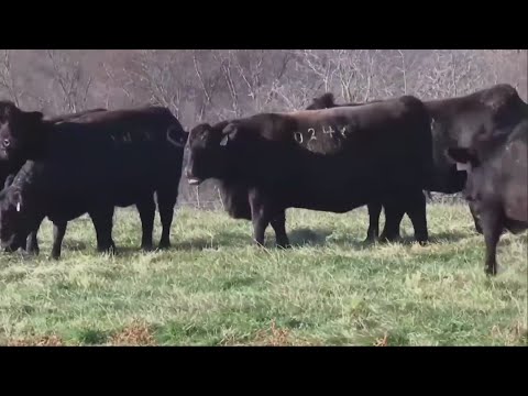 YouTube video thumbnail: New Mexico Ranchers Voice Concerns on Trump’s Plan to Import Beef From Argentina