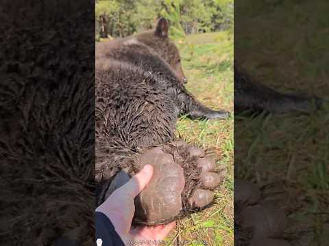 โThanosโ claws ๐โ#bigcats #paw #claws #cute #funny