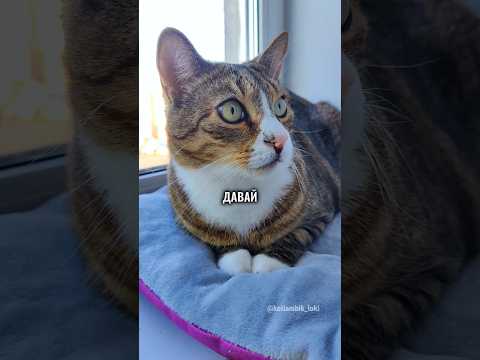 РАЗГОВОР С АЛИСОЙ: ИГРА В ПРЯТКИ😂 #cat #алиса #котики
