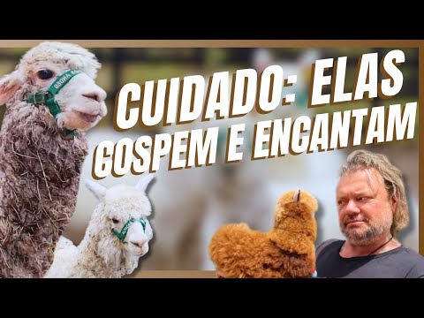 TROUXEMOS ALPACAS DOS ANDES PARA A CASA DOS BICHOS!