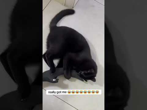 http://uglycat.club/products/uglycat