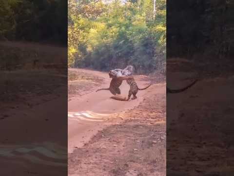 क्या Lion से ज्यादा ताकतवर Tiger हैं ?🤯🤔 By info fact News