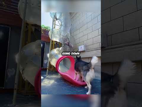 The most awesome dog daycare to EVER exist 😲
