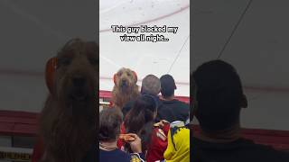 This dog blocked my view all night… #dogdad #goldendoodle #nhl