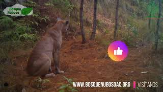 ¿Un "gato" gigante en la Sierra de Guerrero? 🐈🌲