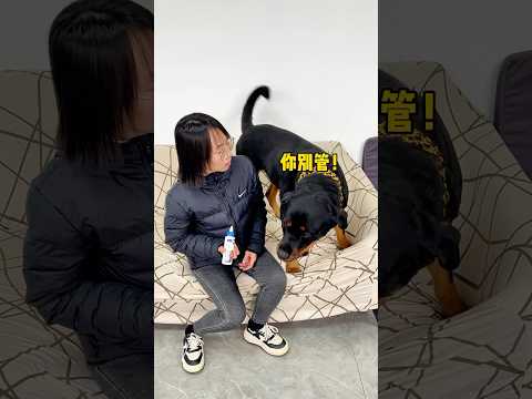 一坨最不喜欢的就是给耳朵上药#一坨 #向威和一坨 #rottweiler #罗威纳 #罗威纳护卫犬 #pets #宠物 #宠物生活 #funny #搞笑 #萌宠 #宠物生活
