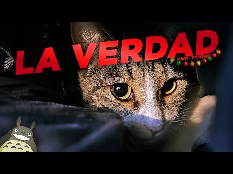 Las MENTIRAS de ALCACHOFO: un GATO MALCRIADO, MIMADO Y CONSENTIDO | Especial ¿navideño? feat. Totoro