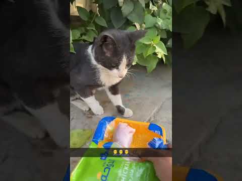 #cat #catbreed #قطتي #اكسبلور #اكلتك #cattype #قطط #النظافه #tuxedocat