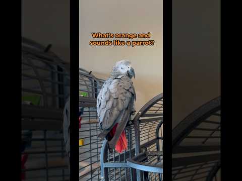 My African Grey reacts to my stupid bird joke 😂 #talkingparrot