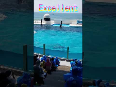 ルーナちゃんのバックビートでずぶ濡れ～😍#Shorts #鴨川シーワールド #鴨シー  #kamogawaseaworld #killerwhale #orca #シャチ #水族館