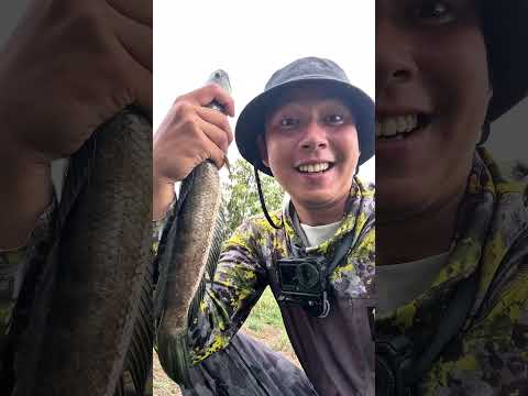 Quá trời cá lóc đón mưa đầu mùa! #cauca #fishing #short