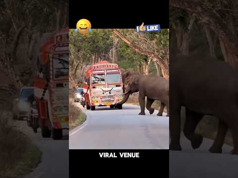 🚛🐘 அடேய் அடேய் நிறுத்துடா! 🤣🎉