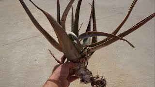 Aloe Can Survive For Over a Year Without Soil