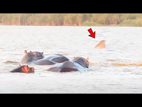 O TUBARÃO ATACOU O ANIMAL ERRADO E SE DEU MAL
