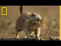 Badlands National Park and Prairie Dogs
