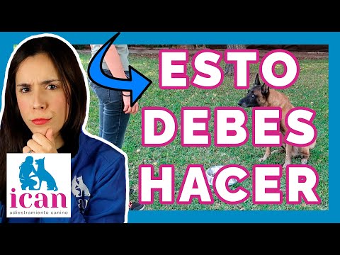 EJERCICIOS de ADIESTRAMIENTO CANINO que DEBES HACER A DIARIO en casa | Adiestramiento Canino