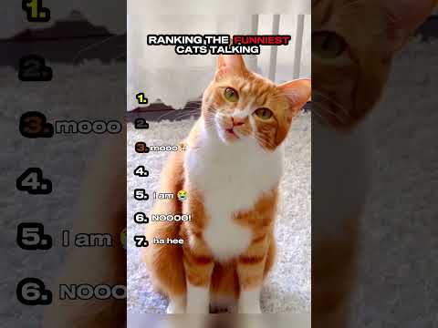 Ranking the Funniest Cats Talking
