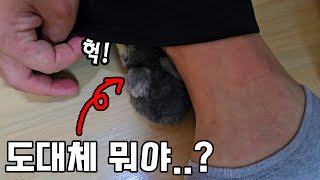 ※심쿵주의보) 21일만에 의문의 알에서 태어났는데..바로 품에 안기네요ㅠㅠ