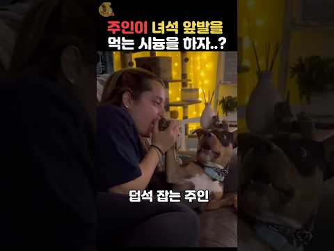 주인이 댕댕이 앞발을 먹는 시늉을 하자..?! #댕댕이 #동물