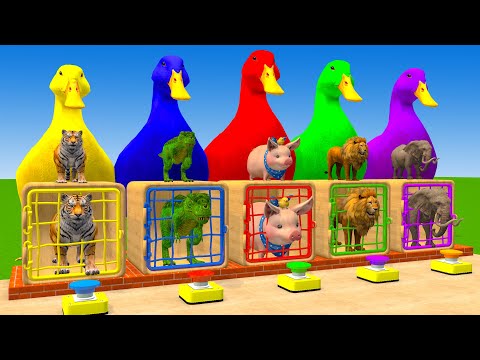 Long Slide Game With Elephant Gorilla Buffalo Hippopotamus Tiger - 3d Animal Game - Funny 3d Animals