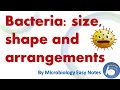 Bacterial Characteristics and Functions
