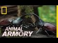 Rhinoceros Beetles and Their Characteristics
