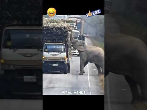 🐘🚚 ஐயா, தண்ணி கேன் போட வந்தேன்யா! 😂
