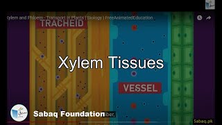 Xylem Tissues