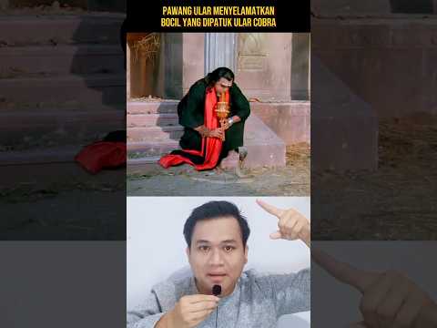 PAWANG ULAR MENYELAMATKAN BOCIL YANG DIPATUK ULAR COBRA‼️#shorts #alurcerita #storytelling