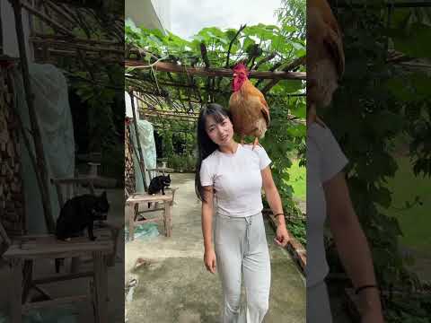 Is this a big rooster who can only understand human words true or not false?