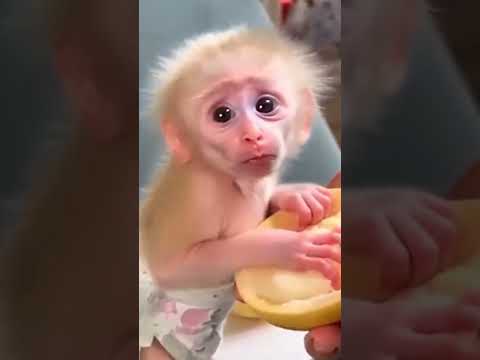 Feeding our cute friend 🤣🤣 By Thoc TV #shorts