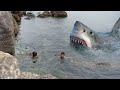 Shark Attacks and Their Impact