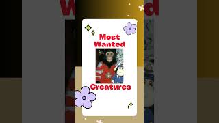 BUBBLES Tribute | Meet the famous Chimpanzee of The King of Pop 🐒