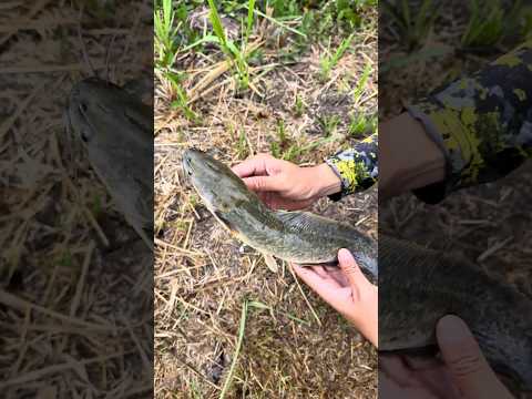 Giật đã tay với điểm câu cá kể của ông chú! Chill Guy! #fishing #cauca #fish