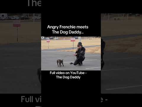 Angry Frenchie.