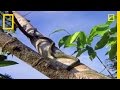 Tree Snake and Flying Dragon Lizard