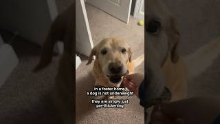 chunky-celebrating fosters 🌭 | #adoptme #labrador #shorts #rescuedog #seniordog #foster #adopt