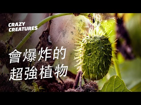 八種讓你炸開想象力的爆炸植物 | 瘋狂生物 - YouTube