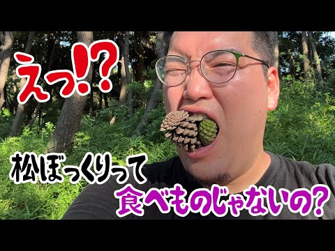 えっ！？松ぼっくりって食べ物じゃないの？