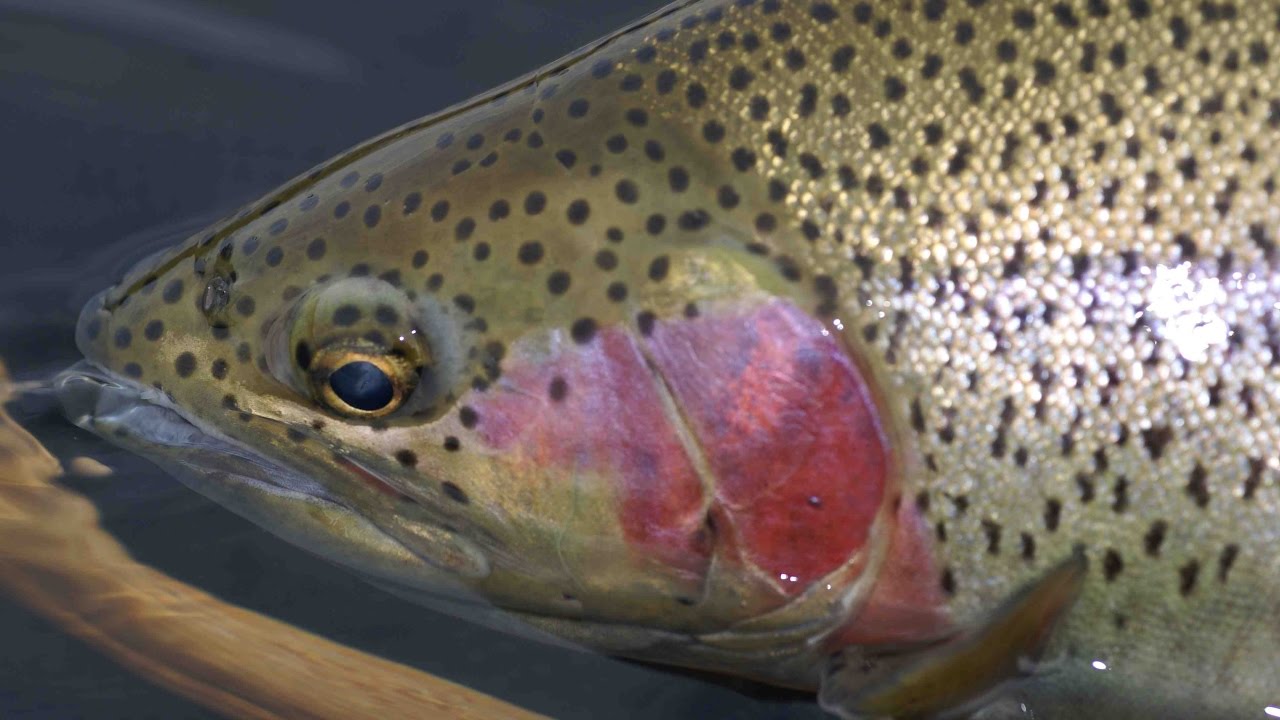 Rainbows in Large Rivers - British Columbia - The New Fly Fisher