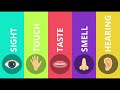 Exploring Sensory Details and the Five Senses