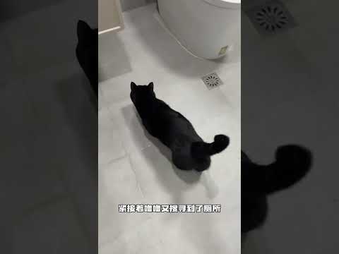 【#一只黑糖啵啵】猫真的可以找到人找不到的东西也! #黑猫#猫咪成精