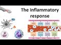 Inflammation and Immune Response Concepts