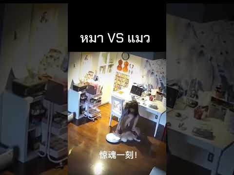 หมา VS แมว