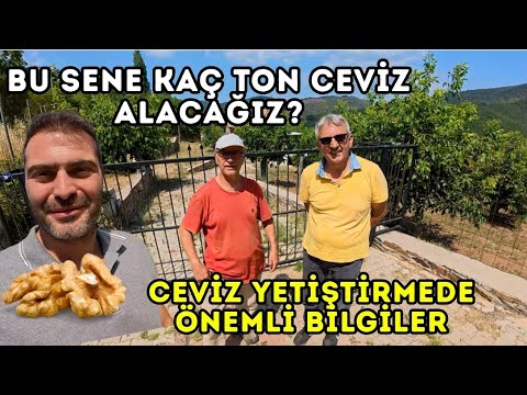BU SENE KAÇ TON CEVİZ ALACAĞIZ ? CEVİZ YETİŞTİRİCİLİĞİNDE ÖNEMLİ BİLGİLER