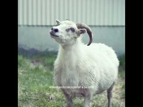 #movie #peliculas #tiktok