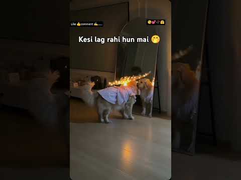 🌺chalao na naino se 🌺#doglover🐕 #animals🐒 #trending✌️ #utubeshorts🔥 #video ☺️❤️🐕☺️💞🦜🤭💓🐒😘🥀🐕