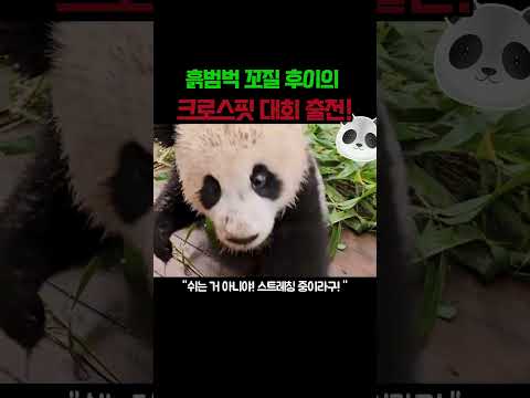 후이바오 크로스핏 대회 1등 가나요? #판다 #후이바오